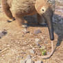 Crested Echidna obtains the ants