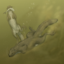 Otter dormouse (Glirolutra hamiota)