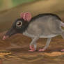 Narrow-faced rat, kiwi rat (Stenorattus aodon)
