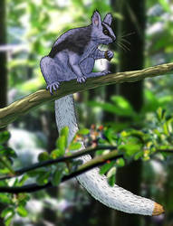 Long-tailed squirrel (Callurosciurus longicauda) by AlexSone