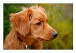 Dog day afternoon by Easterncurrents