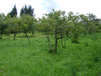 Imitacion de Pradera