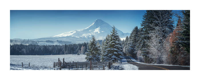 Winter Field