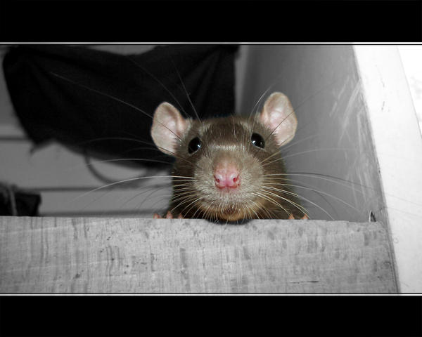 rat wallpaper by zulu-rat on DeviantArt