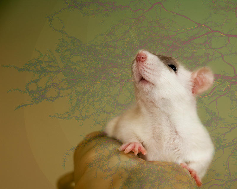 rat wallpaper IV by zulu-rat on DeviantArt