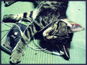 Cat Music