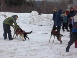 Sled Dog Race Winter 2013 - 1