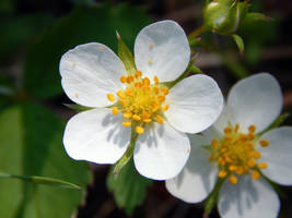 WILD STRAWBERRY FLOWER