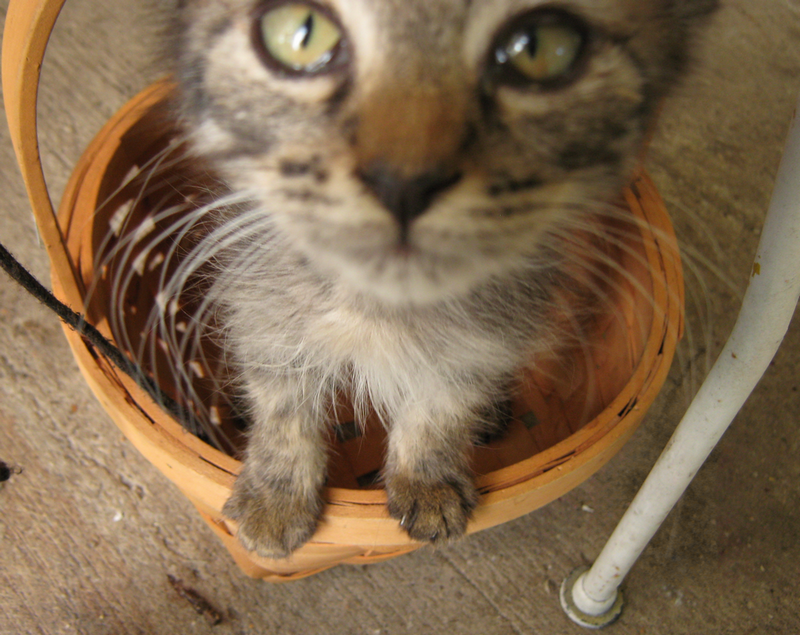 Basket cat 2