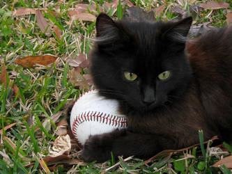 Baseball cat