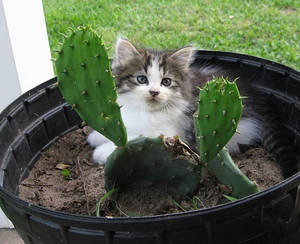 Cactus cat