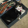 Toolbox cat