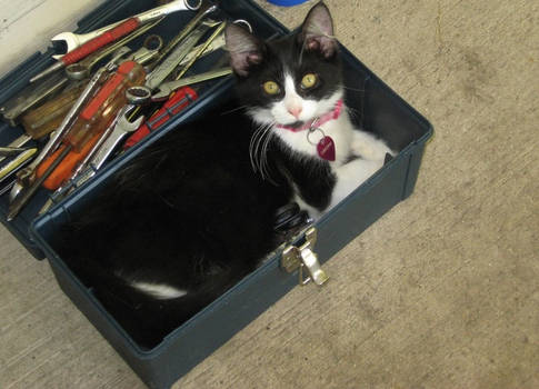 Toolbox cat