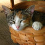 Basket cat 1