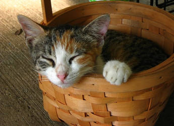 Basket cat 1