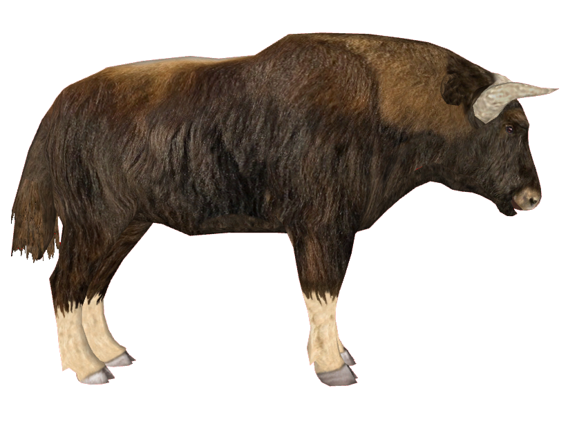 Shrub Ox Euceratherium Collinum For ZT2 By Yapporaptor97 On DeviantArt shrub-ox-euceratherium-collinum-for-zt2-by-yapporaptor97-on-deviantart