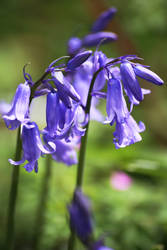 Bluebells by AKrukowska