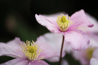 Pink Blossoms by AKrukowska