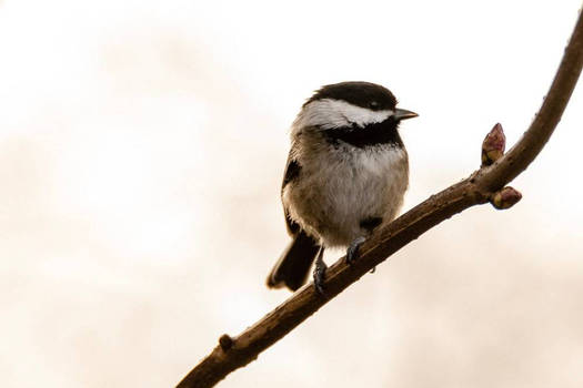 Pretty Chickadee