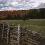 Autumn Horses