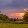 Phlox Sunset