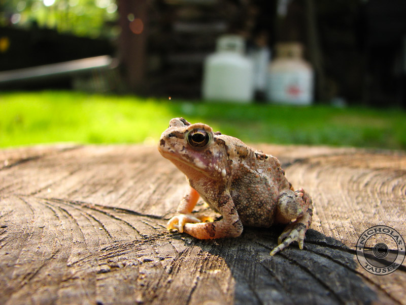 Toadstool