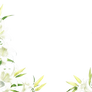 Flower PNG #2