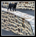 Black Cat by kanes