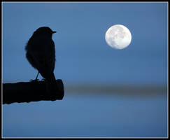 Little Bird and Big Moon