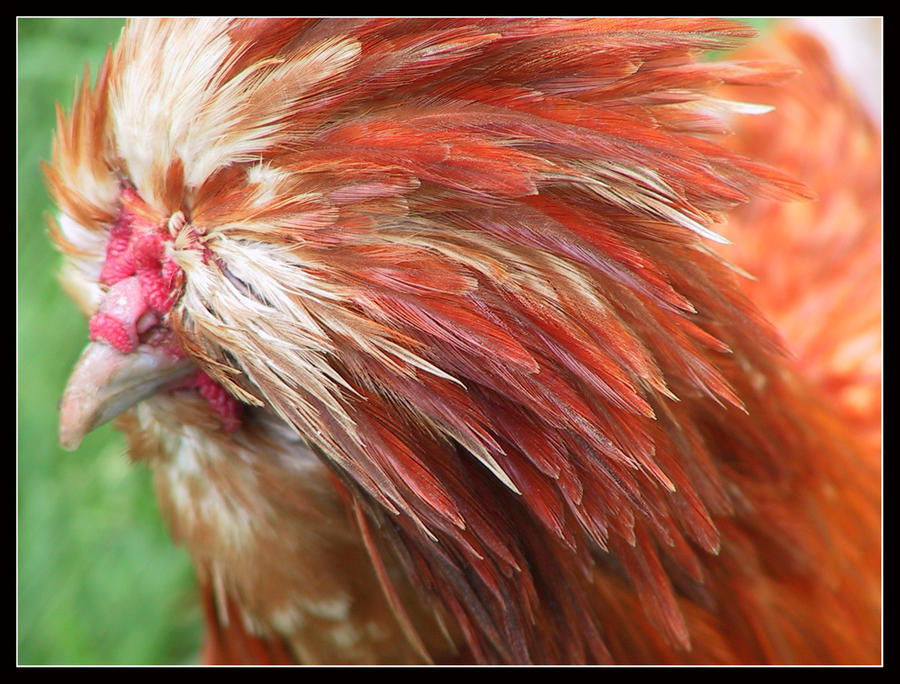 Punk-Cock