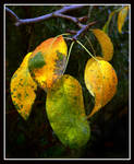 Autumn Lamp by kanes