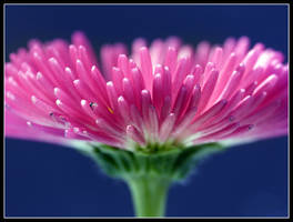 Pink Daisy