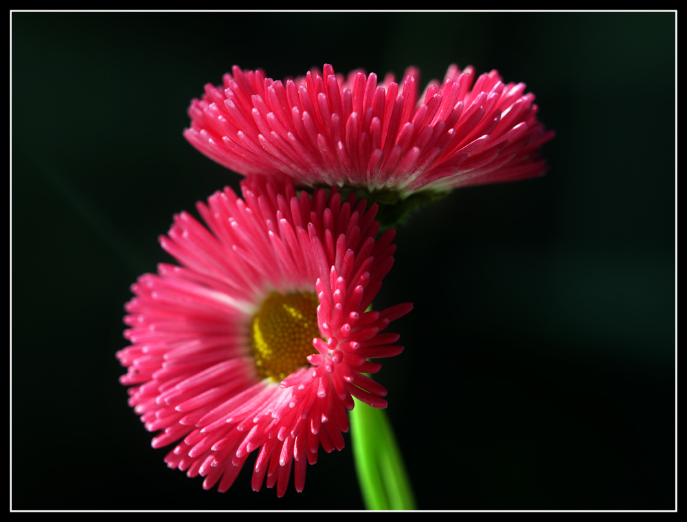 Daisies in love