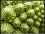 Fractal or Broccoli? by kanes