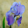 My Iris Blue