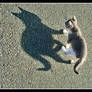 Cat Shadow