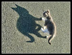 Cat Shadow by kanes