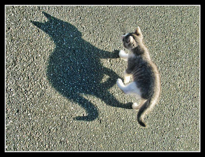 Cat Shadow