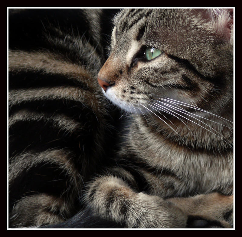 Compect Cat Compact Cat by kanes on DeviantArt