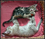 Spiga and Sister by kanes