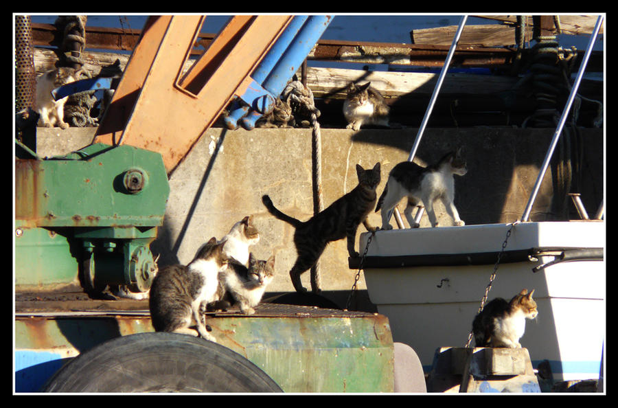 Cats in Harbour II