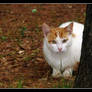 Cat in Autumn