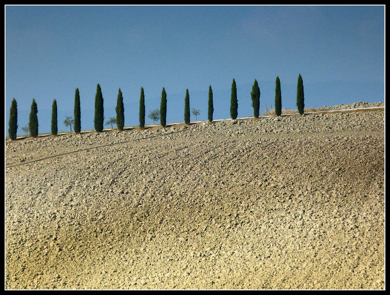 Cypress trees in a row