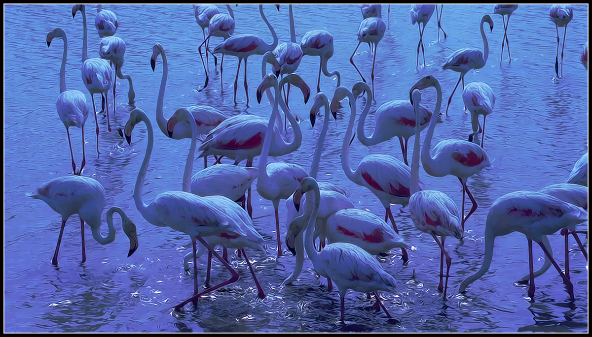 Flamingoes in Blue