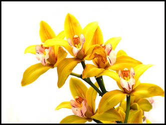 Yellow Orchid