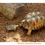 Mother and Baby Tortoise