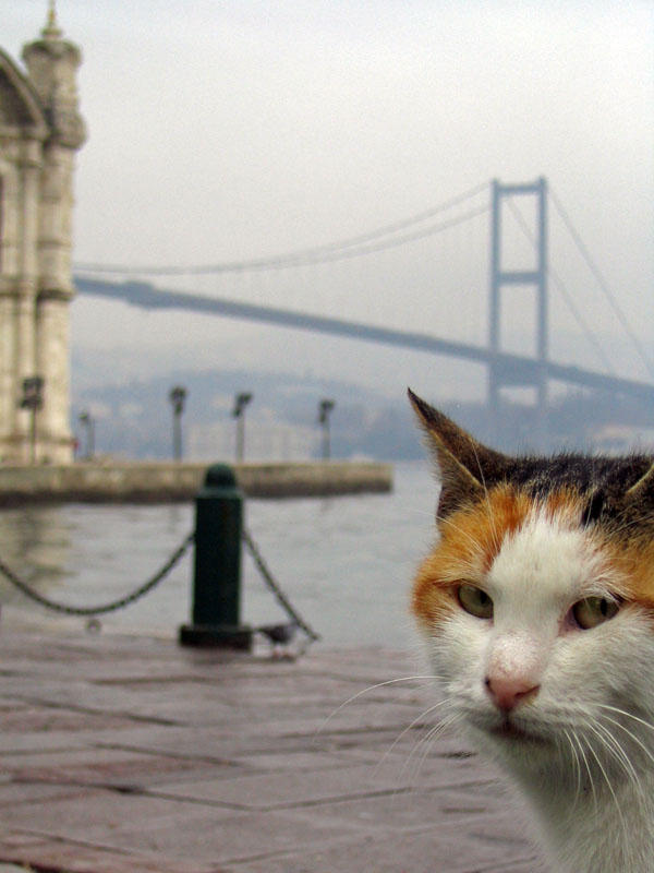 istanbul memory of a cat