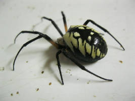 Yellow Argiope