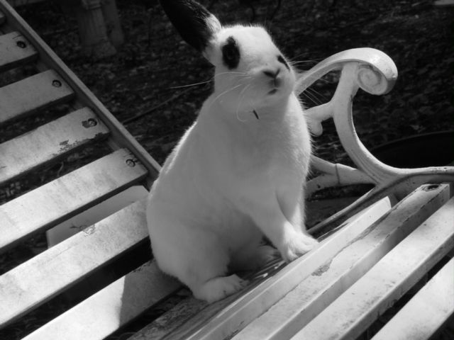 Alice's Romp 003 by runlittlerabbit on DeviantArt