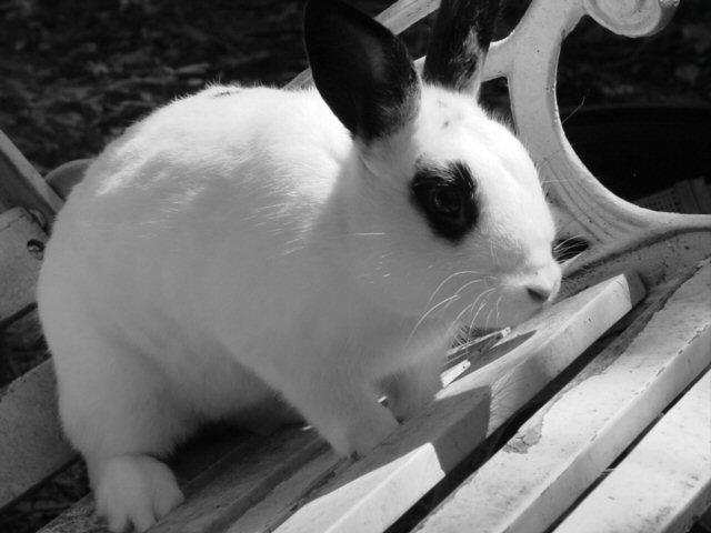 Alice's Romp 006 by runlittlerabbit on DeviantArt